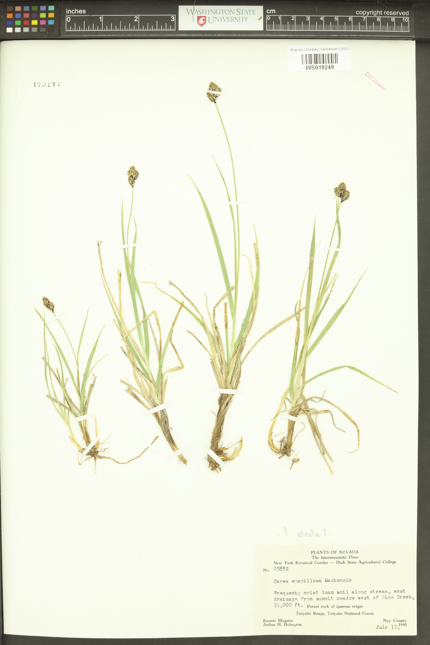 Carex atrata image