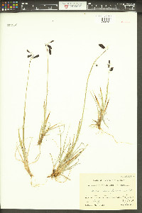 Carex atrofusca image