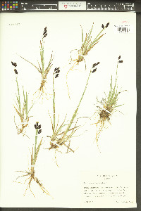 Carex atrofusca image