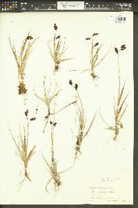 Carex atrofusca image