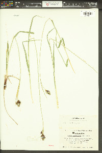 Carex atrosquama image