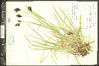 Carex atrosquama image