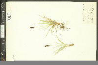 Carex atrosquama image