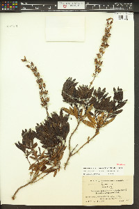 Penstemon fruticosus image