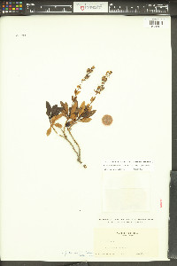 Penstemon fruticosus image