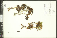 Penstemon fruticosus var. fruticosus image