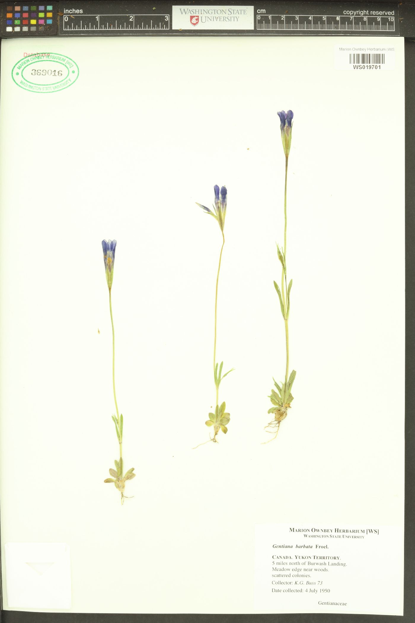 Gentianopsis detonsa image