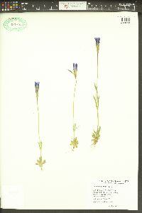 Gentianopsis detonsa subsp. detonsa image