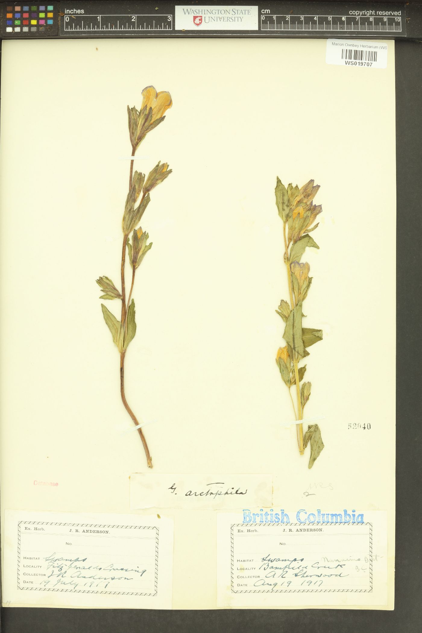 Gentiana arctophila image