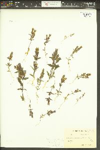 Gentianella campestris image