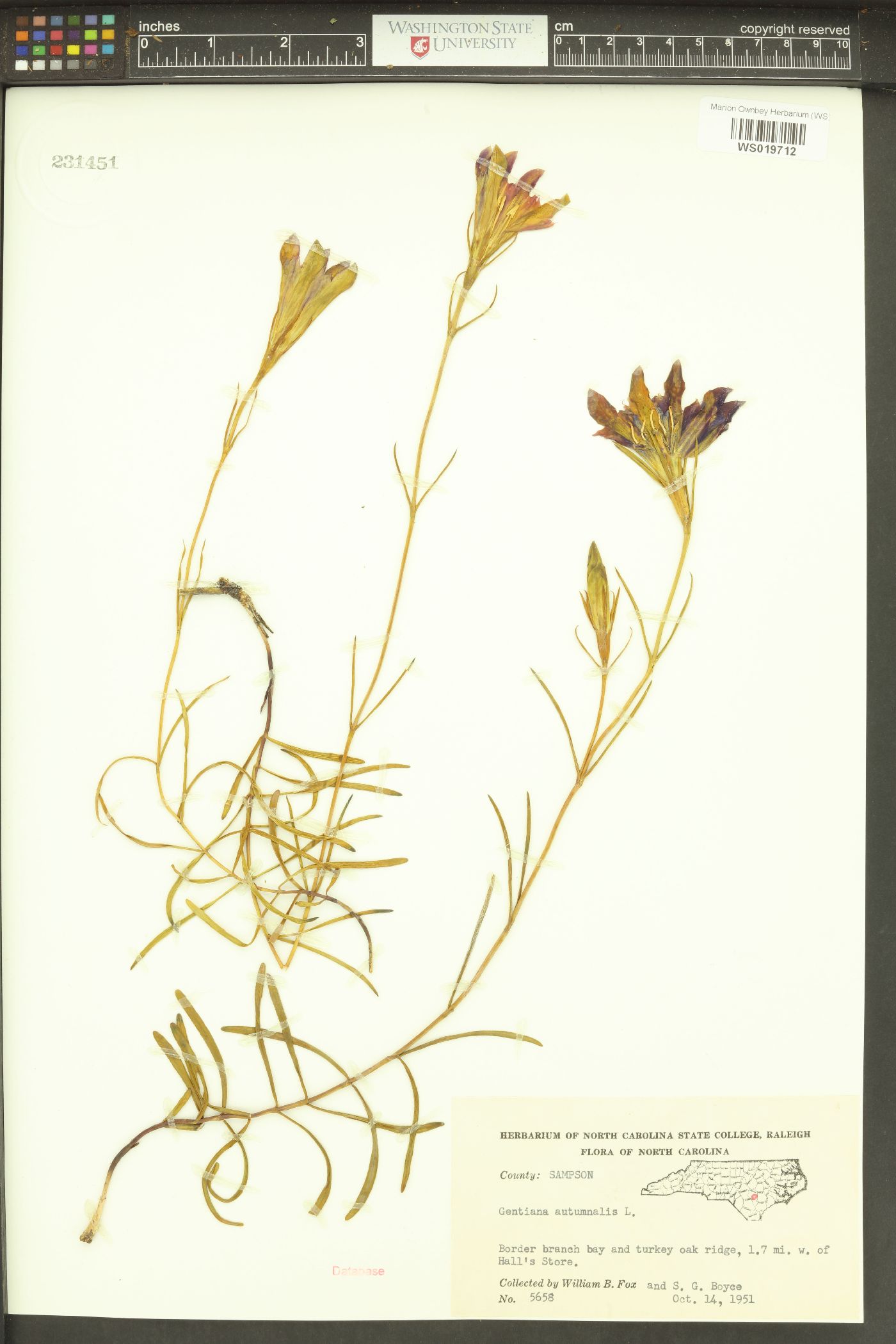 Gentiana autumnalis image