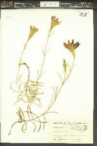 Gentiana autumnalis image