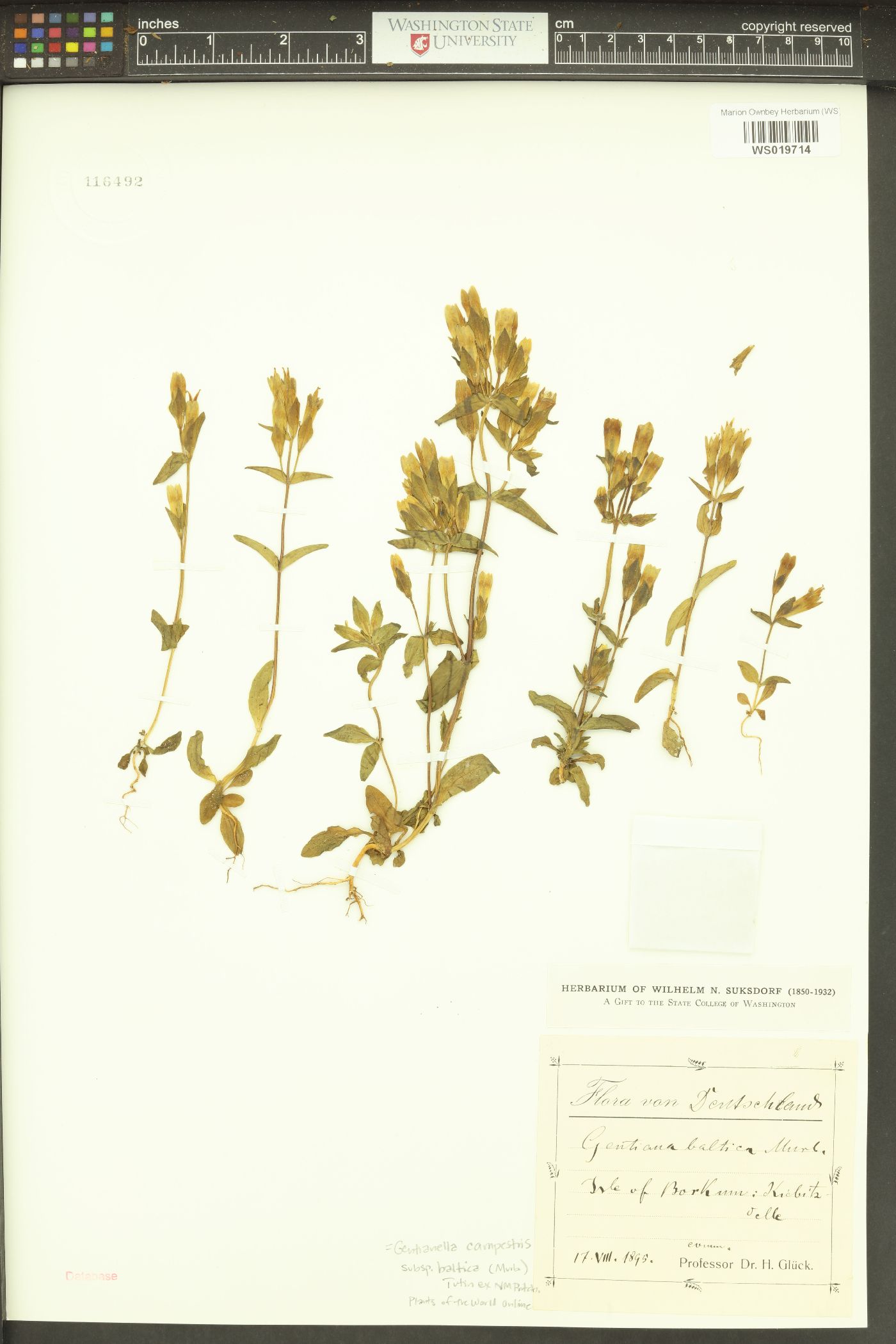 Gentianella campestris image