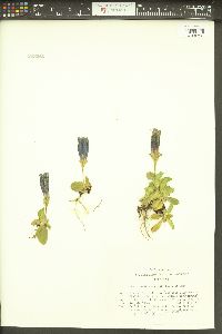 Gentiana clusii image