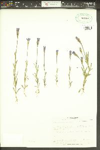 Gentiana gaspensis image