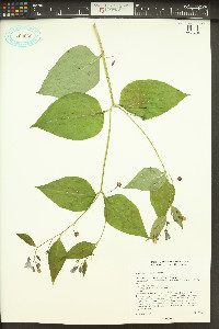 Mertensia platyphylla image