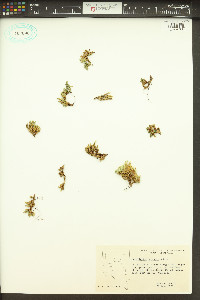 Selaginella watsonii image