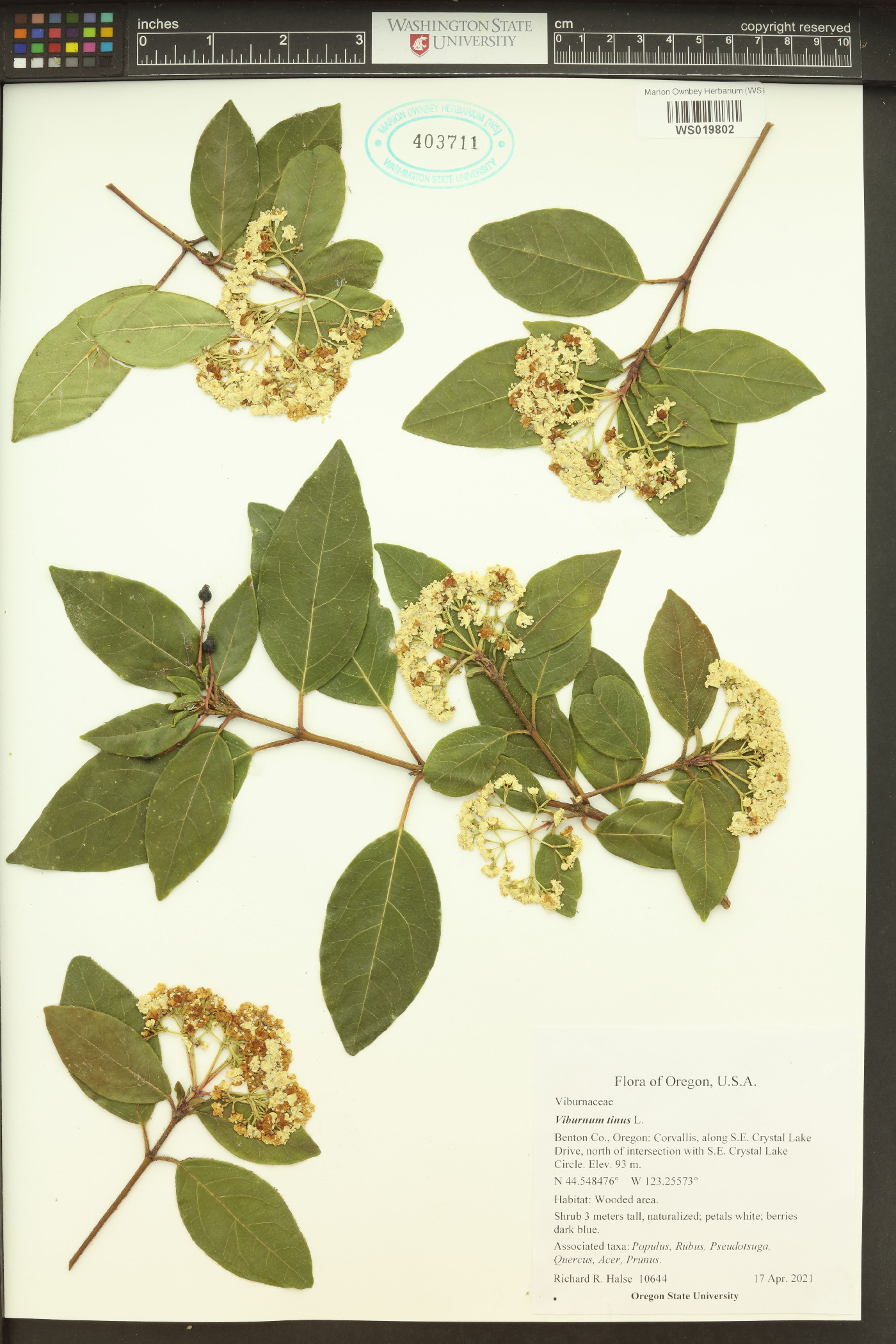 Viburnum tinus image