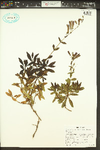 Penstemon fruticosus image