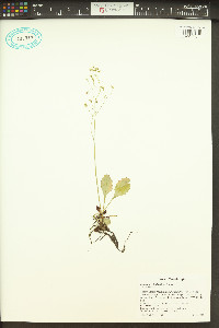 Micranthes lyallii image