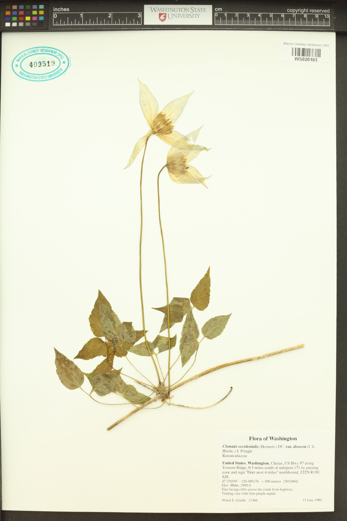 Clematis occidentalis var. dissecta image