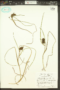 Sparganium angustifolium image