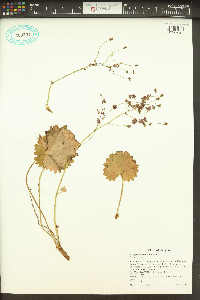 Saxifraga mertensiana image