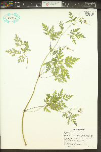 Geranium robertianum image