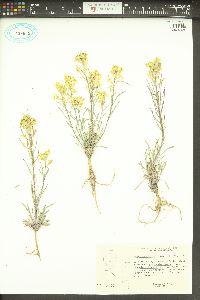 Erysimum perenne image