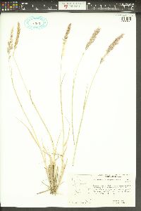 Calamagrostis purpurascens image