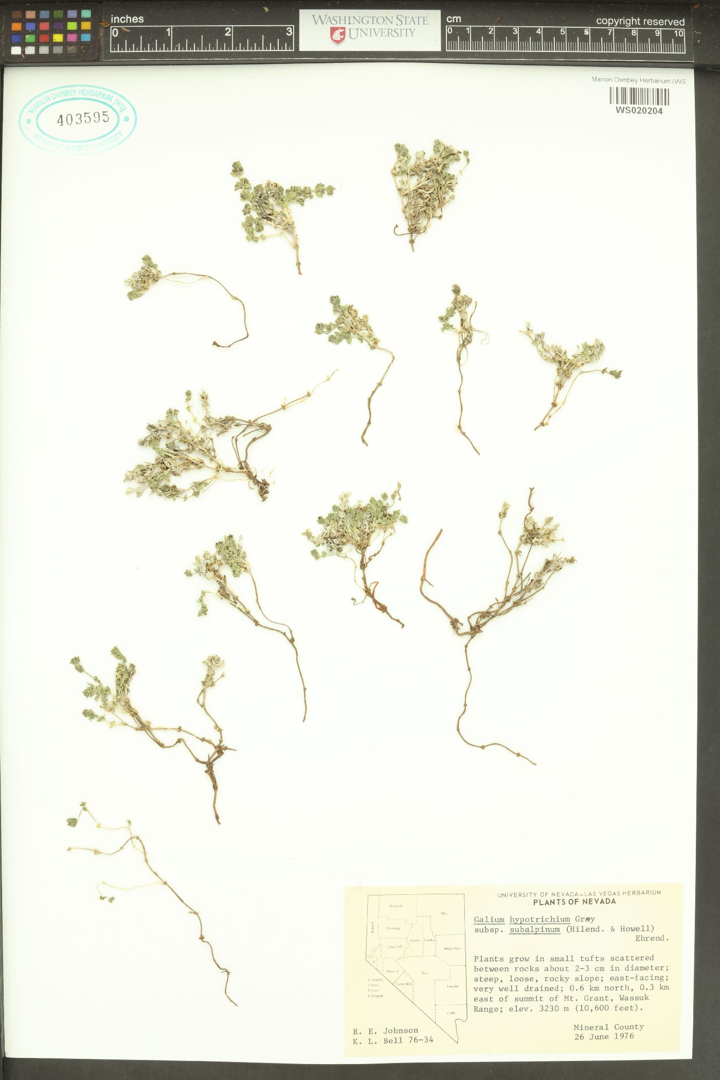 Galium hypotrichium subsp. subalpinum image