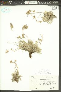 Phacelia hastata image