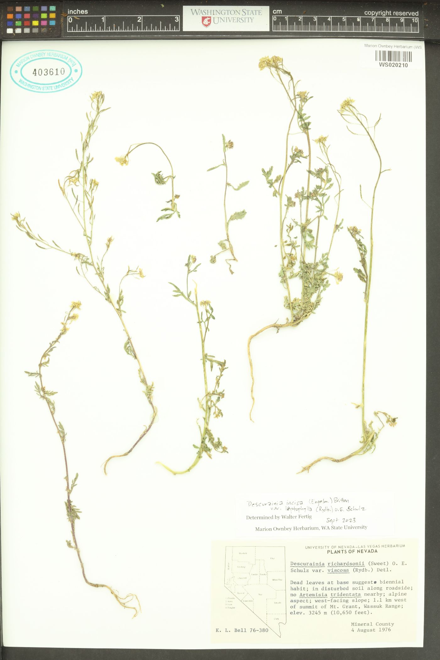 Descurainia incisa var. leptophylla image