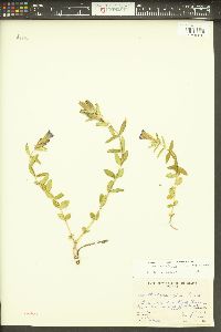 Gentiana affinis image