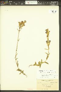 Gentiana affinis image