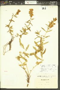 Gentiana affinis image