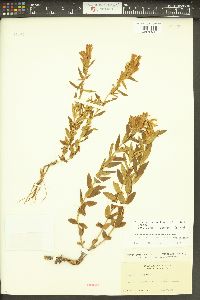 Gentiana affinis image