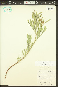 Astragalus nelsonianus image