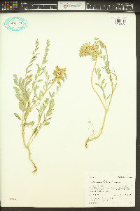 Astragalus canadensis image