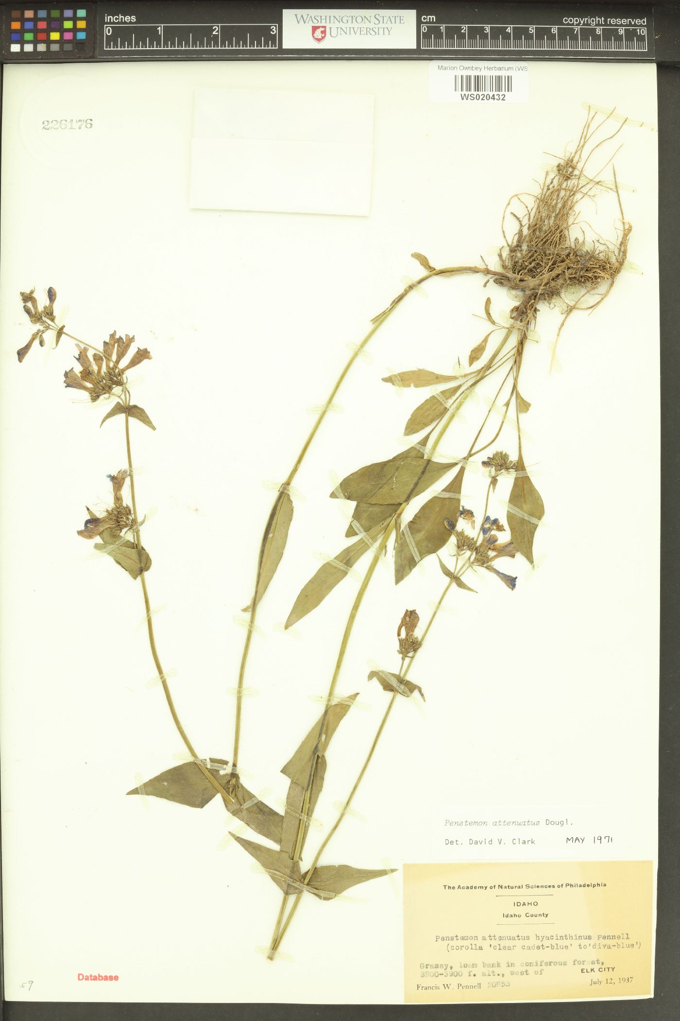 Penstemon attenuatus image