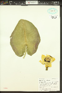 Nuphar polysepala image