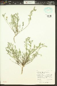 Astragalus vexilliflexus image