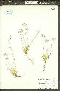 Erigeron flagellaris image