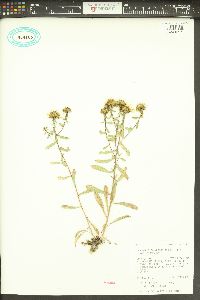 Grindelia squarrosa image