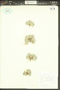 Townsendia spathulata image