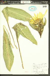 Wyethia amplexicaulis image