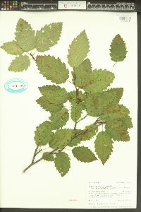 Alnus incana subsp. tenuifolia image