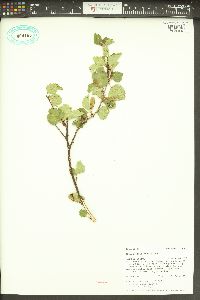 Betula occidentalis image