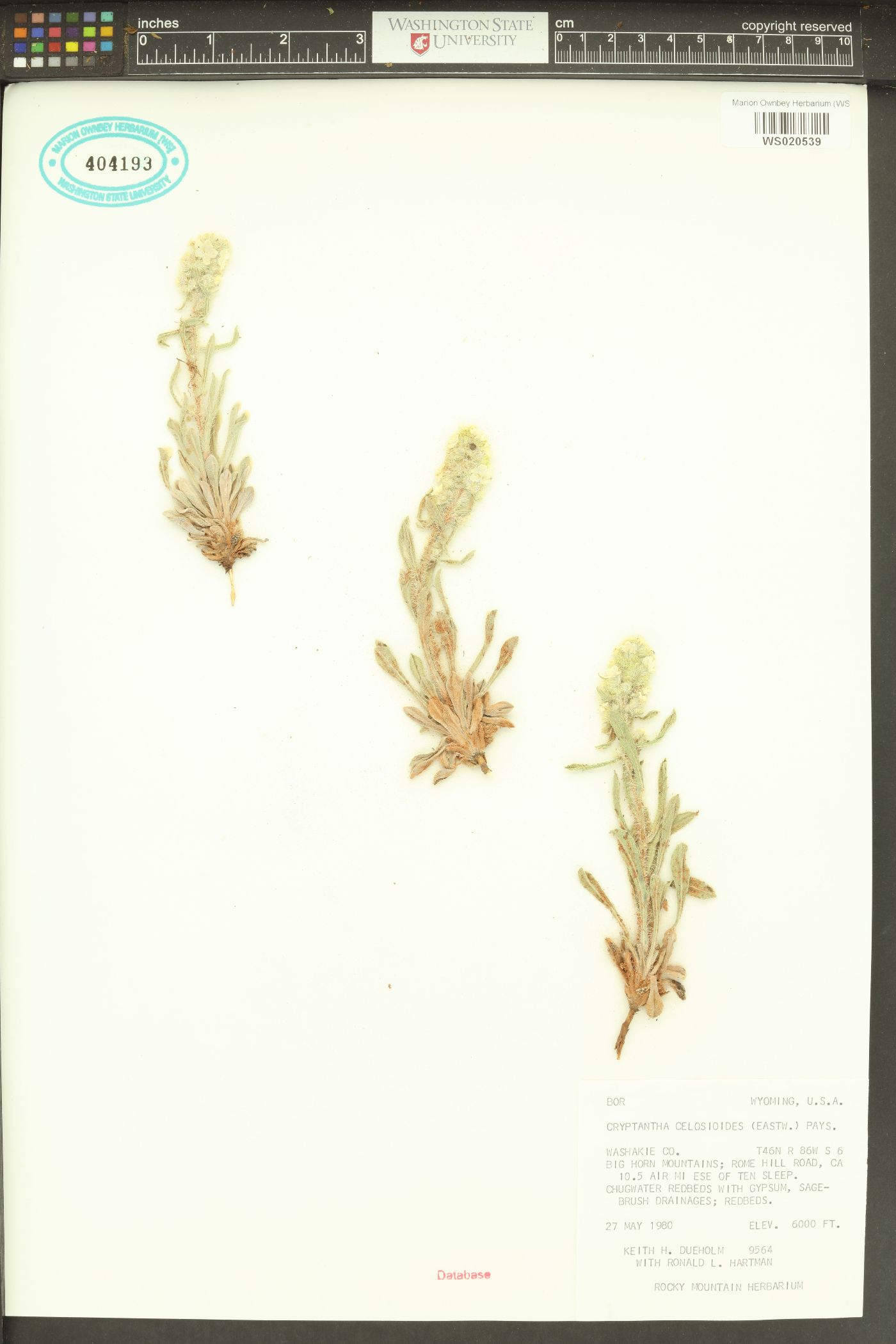 Oreocarya celosioides image