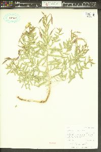 Oenothera nuttallii image